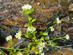 Cochlearia tridactylites