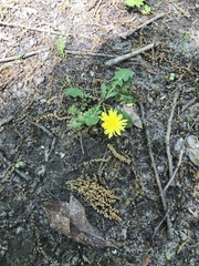 Taraxacum officinale