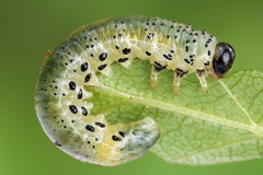 Pristiphora alpestris