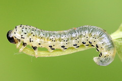 Pristiphora alpestris