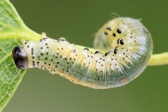 Pristiphora alpestris