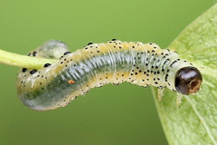 Pristiphora alpestris