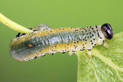 Pristiphora alpestris