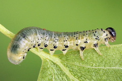 Pristiphora alpestris