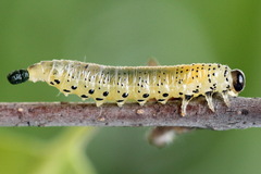 Pristiphora alpestris