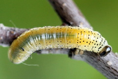 Pristiphora alpestris