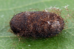 Pristiphora alpestris