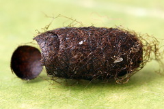 Pristiphora alpestris