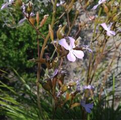 Stylidium maritimum
