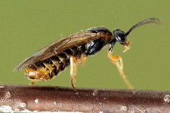 Pristiphora alpestris