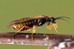 Pristiphora alpestris