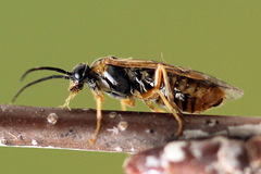 Pristiphora alpestris