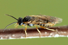 Pristiphora alpestris