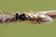 Pristiphora alpestris