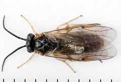 Pristiphora alpestris