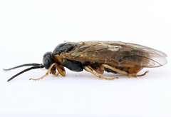 Pristiphora alpestris