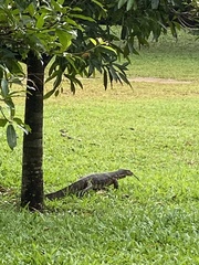 Varanus salvator salvator