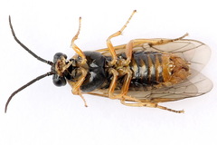 Pristiphora alpestris