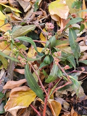 Persicaria maculosa