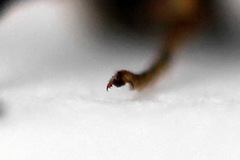 Pristiphora alpestris