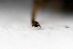 Pristiphora alpestris