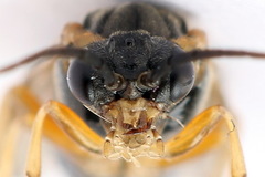 Pristiphora alpestris