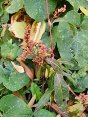 Persicaria maculosa