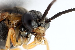 Pristiphora alpestris