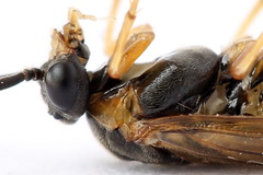 Pristiphora alpestris