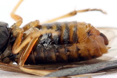 Pristiphora alpestris