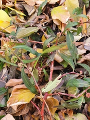 Persicaria maculosa