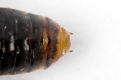 Pristiphora alpestris