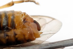 Pristiphora alpestris