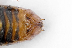 Pristiphora alpestris