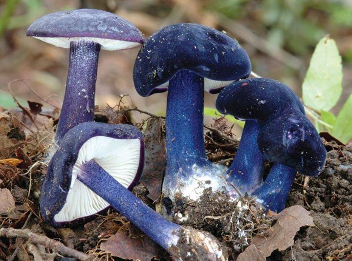 Entoloma eugenei