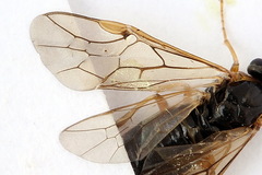 Pristiphora alpestris