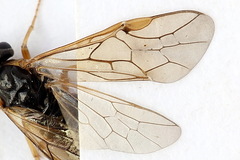 Pristiphora alpestris