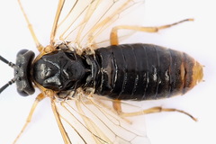 Pristiphora alpestris