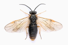 Pristiphora alpestris