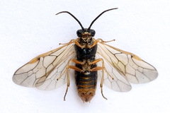 Pristiphora alpestris