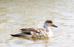 Crested Duck photo 4