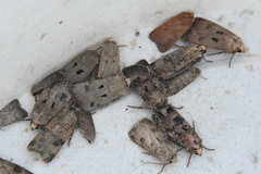 Agrotis trux