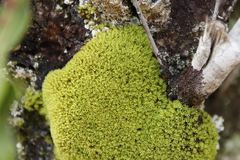 Hypodontium pomiforme