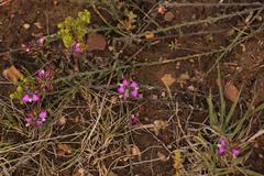 Polygala pubiflora