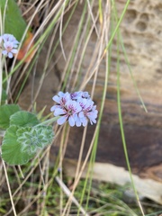 Pelargonium australe