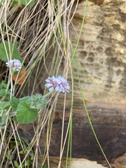 Pelargonium australe