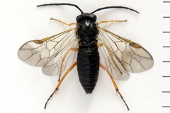 Pristiphora aphantoneura