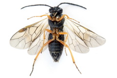 Pristiphora aphantoneura