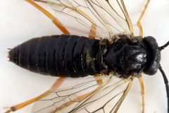 Pristiphora aphantoneura