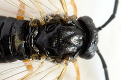 Pristiphora aphantoneura